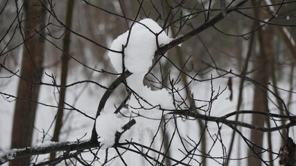 Wall Mural - snow covered branches