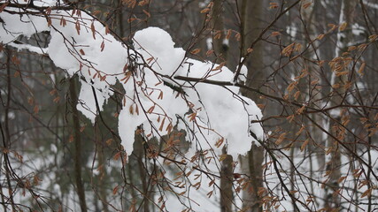 Wall Mural - snow on tree