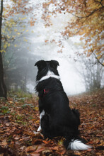 Rear View Of Border Collie Sitting Grass In The Forest