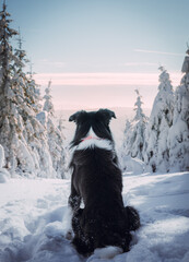 Canvas Print - Rear view of border collie sitting in snow during winter