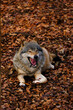 A Gray wolf sitting and yawing. Autumn landscape. Closeup portrait of a European gray wolf. 