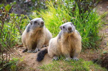 wild marmot marmota is looking around in the swiss alps switzerland animal wildlife groundhog ground