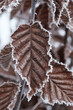 Braunes Blatt im Winter mit Raureif an den Rändern und unscharfem Hintergrund