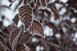 3 Braune Blätter im Winter mit Raureif an den Rändern und unscharfem Hintergrund