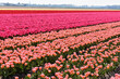 © David - Keukenhof, Netherlands - April 19, 2019: Tulip flower with green leaf background in tulip field at winter or spring day for postcard beauty decoration and agriculture concept design...