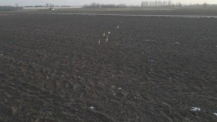 Canvas Print - aerial view of tiny roe deer herd in snowless winter landscape