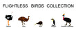 Flightless birds collection vector illustration isolated on white background. Ostrich, emu, kiwi, penguin and cassowary. Unusual endemic bird group. Wildlife exotic animal.