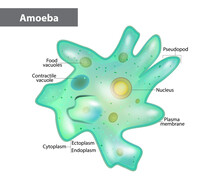 Body Structure Of An Amoeba Proteus