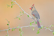 Northern Cardinal (Cardinalis cardinalis) female, South Texas, USA