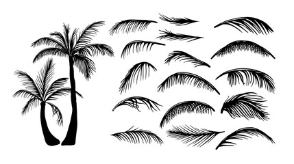 Palm trees. Palm leaves. Vector illustration