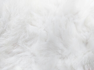 Sticker - White cat fur texture background. Cat hair on it's belly.