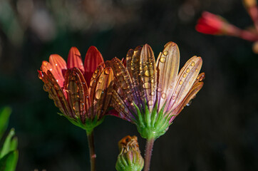 Wall Mural - Bronze African Daisy blossoms in closeup, wet with drops of water beading on the surface of the petals