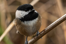 Close Up Of A Cute Chickadee Resting On The Branch In The Park