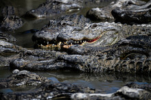 American Alligator. A Large Alligators Swimming In A Lake. Alligator With Head Showing And Mouth Open.