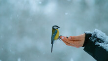 CLOSE UP: Beautiful Shot Of A Trusting Bird Landing On Woman's Outstretched Hand