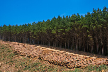 Wall Mural - Forest Pine Plantation Wood