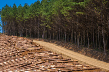 Forest Pine Plantation Wood