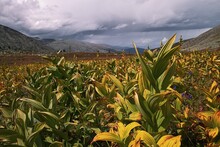 Not Corn In Mountains Of Tuva