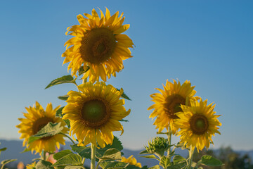 Sunflowers field over blue sky background. Close-up of sunflower blooming, Natural flower backgrounds.