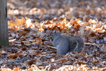 Wall Mural - eastern grey squirrel in the park