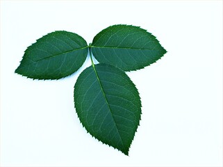 rose leaves isolated on white background ,nature leaf