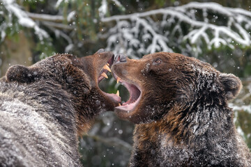Wall Mural - close-up two angry brown bear fight in winter forest