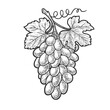 © Oleksandr Pokusai - bunch of grapes sketch engraving vector illustration. T-shirt apparel print design. Scratch board imitation. Black and white hand drawn image.
