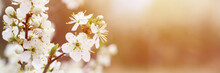 Plums Or Prunes Bloom White Flowers In Early Spring In Nature. Selective Focus. Banner. Flare