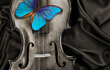 Wall Mural - blue butterfly morpho on a violin. music concept