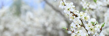 Plums Or Prunes Bloom White Flowers In Early Spring In Nature. Selective Focus. Banner