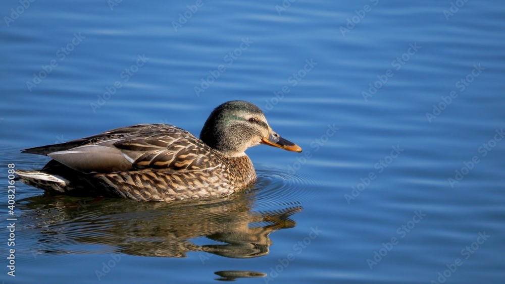 Photo Stock 青空映す水面をのんびりと泳ぐマガモ メス | Adobe Stock