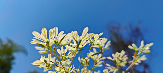 Wall Mural - White Christmas bush (Euphorbia leucocephala) with blurred blue sky background. Soft focus.