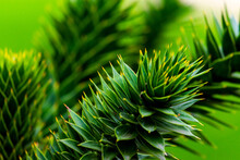 Branch Of Araucaria Araucana, Monkey Puzzle Tree, Monkey Tail Tree, Or Chilean Pine. It Is An Evergreen Tree, The Hardiest Species In The Conifer Genus Araucaria, Family Araucariaceae