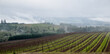A panoramic view of a hilltop vineyard, rows of trellised vines, parallel lines of grapevines with green grass between. 