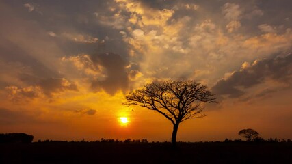 Wall Mural - 4k-time lapse dramatic golden light sunset. silhouetted trees against bonfire-red and sunflame-golde