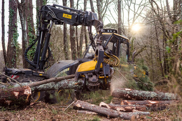 Wall Mural - machine for cutting tree trunks used in the forestry industry