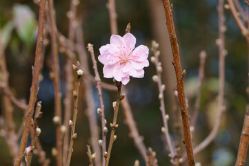 Wall Mural - Beauty of peach blossom flower in the morning