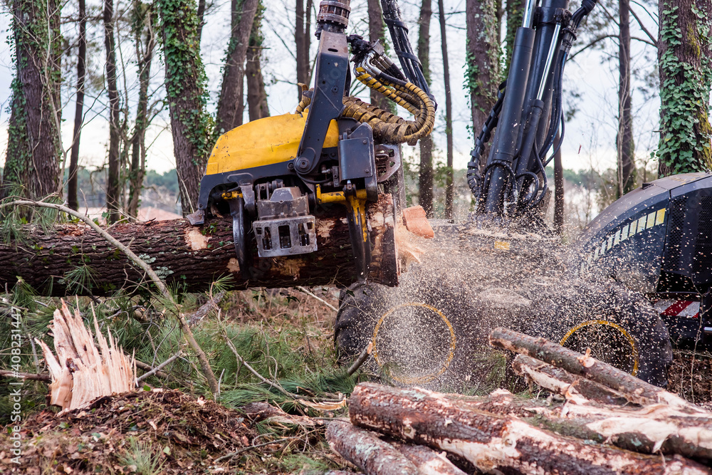 machine for cutting tree trunks used in the forestry industry Stock ...