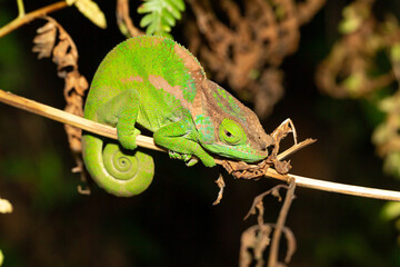 Sticker - Colorful chameleon in a close-up in the rainforest in Madagascar