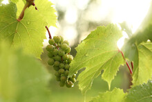 Bunch Of Unripe Berries In Green Leaves After Rain. Young Vineyard