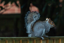 Brown And Grey Squirrel On Our Fence