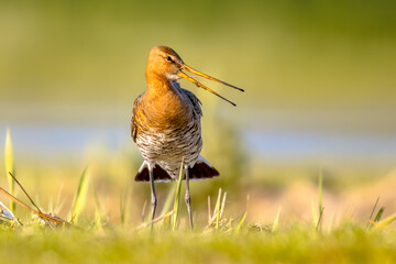 Sticker - Black-tailed Godwit wader bird in natural habitat