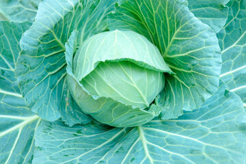 head of cabbage