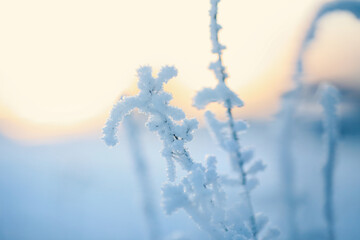 Canvas Print - frost