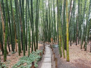 path in the forest