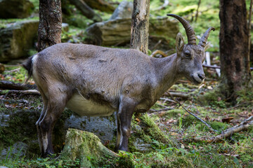 Wall Mural - Mesmerizing shot of ibex Capricorn in the woods and mountains of Austria