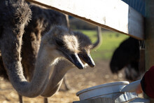 Two Ostriches Eating Food