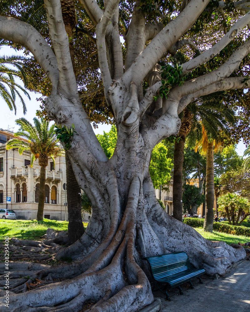 Calabria Tree A secular plant (Ficus macrophylla) lined along Reggio Calabria seaside ...