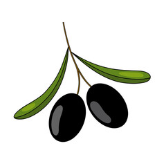 Color vector illustration of olive branch with leaves and black fruits.