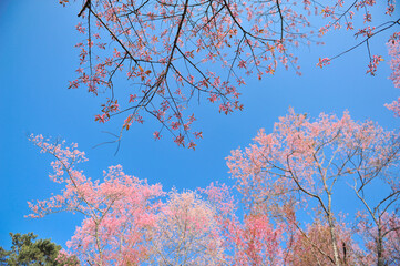 Wall Mural - Prunus cerasoides in selective focus point